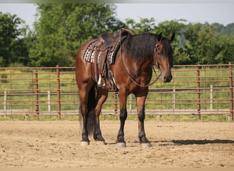 Frisones Mestizo, Caballo castrado, 7 años, 163 cm, Castaño rojizo