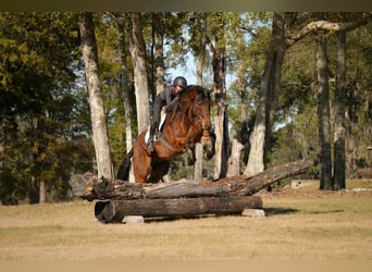 Frisones Mestizo, Caballo castrado, 7 años, 163 cm, Castaño rojizo