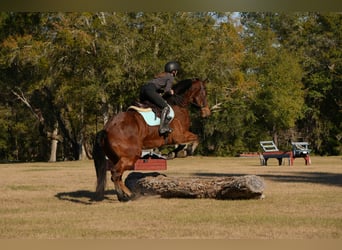 Frisones Mestizo, Caballo castrado, 7 años, 163 cm, Castaño rojizo