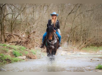 Frisones, Caballo castrado, 7 años, 163 cm, Castaño rojizo