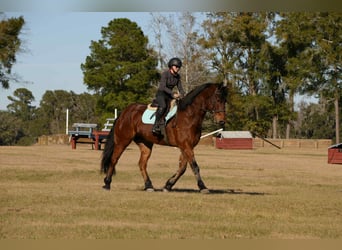 Frisones Mestizo, Caballo castrado, 7 años, 163 cm, Castaño rojizo