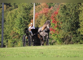 Frisones Mestizo, Caballo castrado, 7 años, 163 cm, Tordo