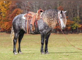 Frisones Mestizo, Caballo castrado, 7 años, 163 cm, Tordo