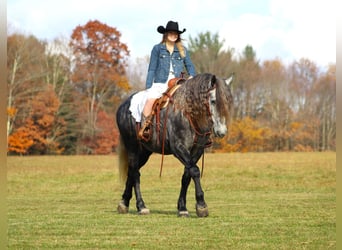 Frisones Mestizo, Caballo castrado, 7 años, 163 cm, Tordo