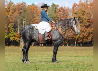 Frisones Mestizo, Caballo castrado, 7 años, 163 cm, Tordo