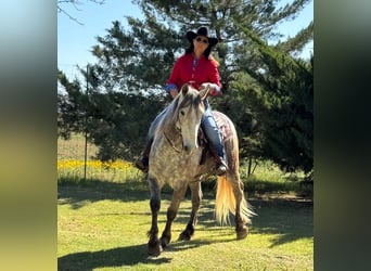 Frisones, Caballo castrado, 7 años, 163 cm, Tordo