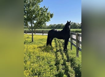 Frisones, Caballo castrado, 7 años, 165 cm, Negro