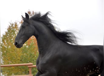 Frisones, Caballo castrado, 7 años, 165 cm, Negro