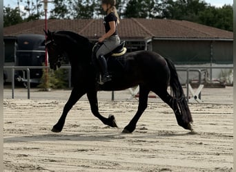 Frisones, Caballo castrado, 7 años, 168 cm, Negro