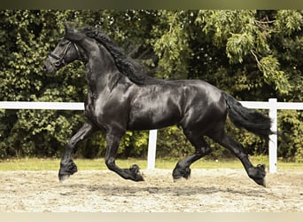 Frisones, Caballo castrado, 7 años, 170 cm, Negro