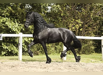 Frisones, Caballo castrado, 7 años, 170 cm, Negro