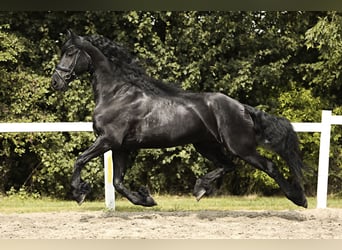 Frisones, Caballo castrado, 7 años, 170 cm, Negro