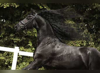 Frisones, Caballo castrado, 7 años, 170 cm, Negro