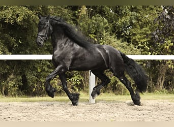 Frisones, Caballo castrado, 7 años, 170 cm, Negro