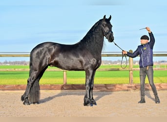 Frisones, Caballo castrado, 7 años, 170 cm, Negro