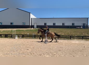 Frisones, Caballo castrado, 7 años, 173 cm, Buckskin/Bayo