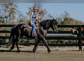 Frisones, Caballo castrado, 7 años, 173 cm, Castaño oscuro