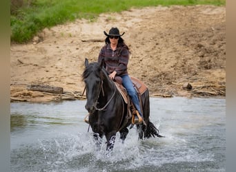 Frisones Mestizo, Caballo castrado, 7 años, 173 cm, Negro