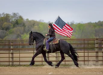 Frisones Mestizo, Caballo castrado, 7 años, 173 cm, Negro