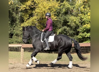 Frisones, Caballo castrado, 7 años, 173 cm, Negro