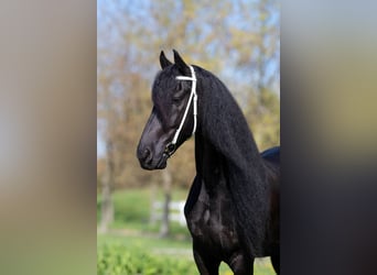Frisones, Caballo castrado, 7 años, 175 cm, Negro