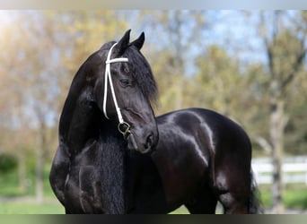 Frisones, Caballo castrado, 7 años, 175 cm, Negro