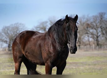 Frisones, Caballo castrado, 7 años, 175 cm, Negro