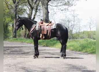 Frisones, Caballo castrado, 7 años, Negro