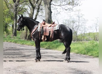 Frisones, Caballo castrado, 7 años, Negro