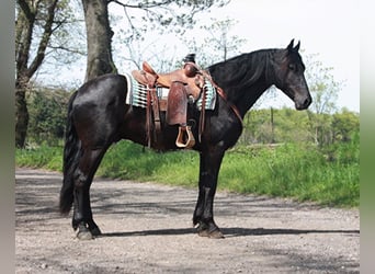 Frisones, Caballo castrado, 7 años, Negro