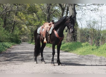 Frisones, Caballo castrado, 7 años, Negro