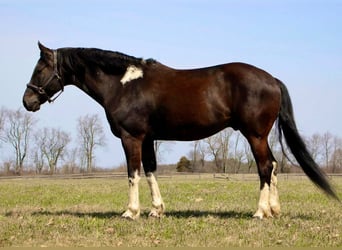 Frisones, Caballo castrado, 7 años, Negro