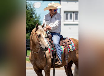 Frisones Mestizo, Caballo castrado, 7 años, Palomino