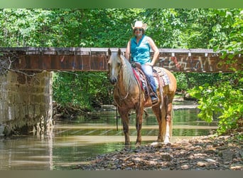 Frisones Mestizo, Caballo castrado, 7 años, Palomino