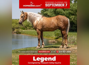Frisones Mestizo, Caballo castrado, 7 años, Palomino