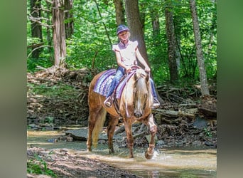 Frisones Mestizo, Caballo castrado, 7 años, Palomino