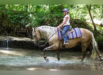 Frisones Mestizo, Caballo castrado, 7 años, Palomino