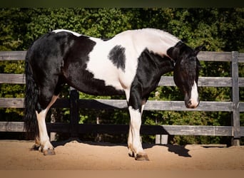 Frisones Mestizo, Caballo castrado, 7 años, Pío