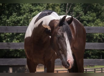Frisones Mestizo, Caballo castrado, 7 años, Pío