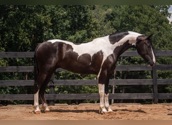 Frisones Mestizo, Caballo castrado, 7 años, Pío