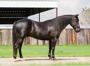 Frisones Mestizo, Caballo castrado, 8 años, 137 cm, Negro