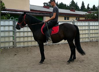 Frisones Mestizo, Caballo castrado, 8 años, 150 cm, Negro