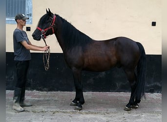 Frisones Mestizo, Caballo castrado, 8 años, 150 cm, Negro
