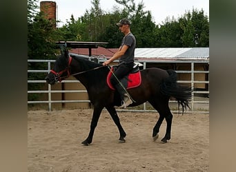 Frisones Mestizo, Caballo castrado, 8 años, 150 cm, Negro