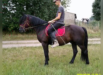 Frisones Mestizo, Caballo castrado, 8 años, 150 cm, Negro