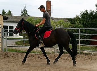 Frisones Mestizo, Caballo castrado, 8 años, 150 cm, Negro