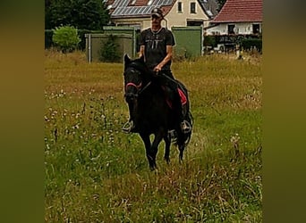 Frisones Mestizo, Caballo castrado, 8 años, 150 cm, Negro