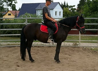 Frisones Mestizo, Caballo castrado, 8 años, 150 cm, Negro