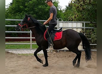 Frisones Mestizo, Caballo castrado, 8 años, 150 cm, Negro