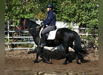 Frisones Mestizo, Caballo castrado, 8 años, 150 cm, Negro
